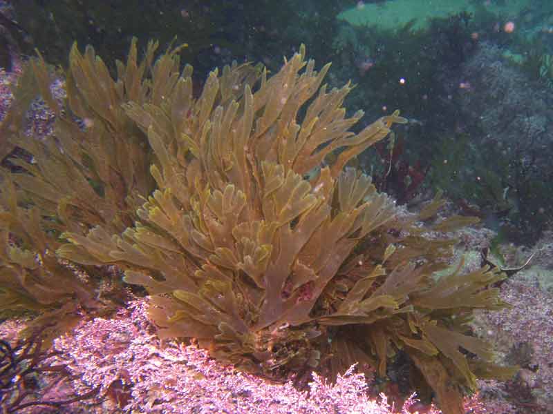 Image: Stand of Metacallophyllis laciniata in shallow water at Outer Hope, Devon.