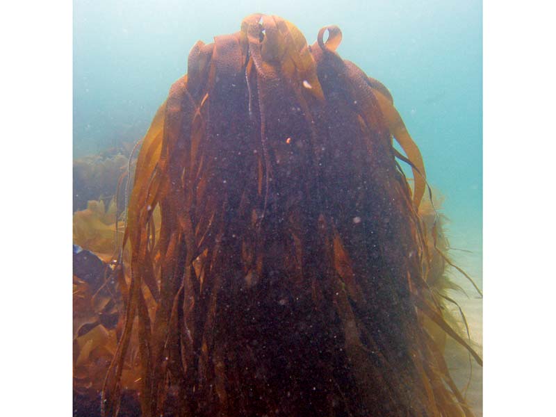 Underwater view of Laminaria digitata.