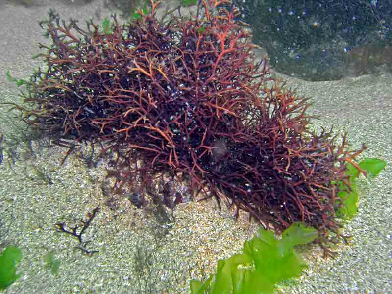 Polyidea rotunda in shallow water at Outer Hope, Devon