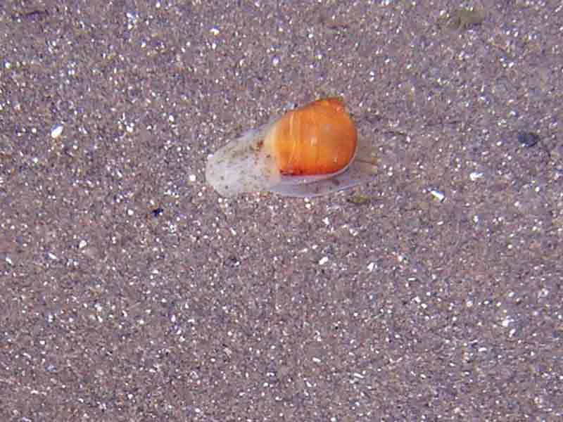 Image: A live necklace shell on the beach, with foot spread across substratum.