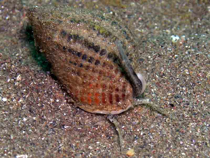 A mobile netted dog whelk displaying siphon and tentacles.