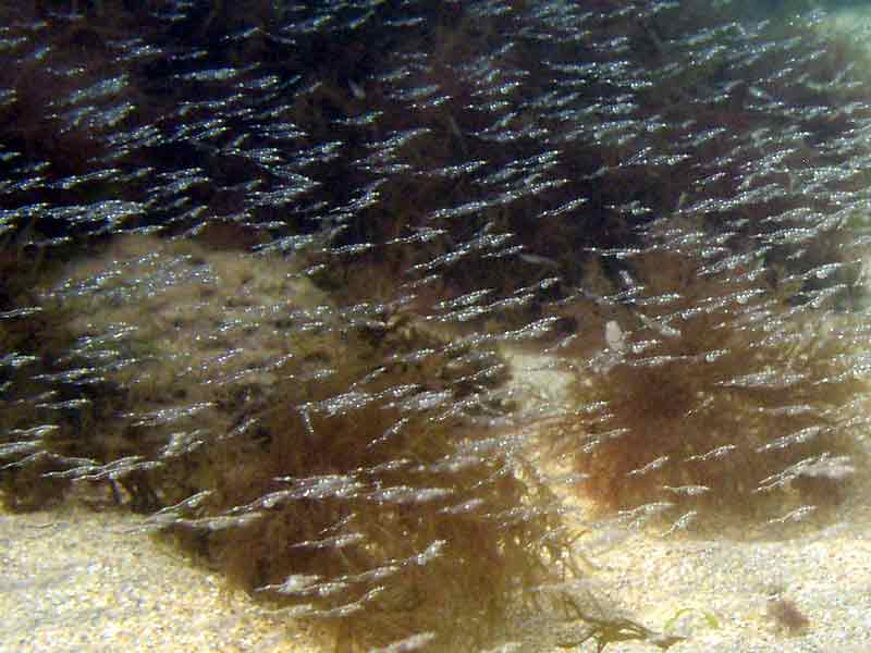 Image: School of opposum shrimp.