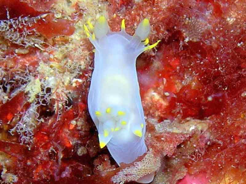 Closeup of Polycera faeroensis.