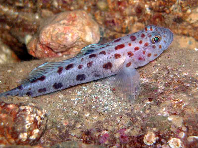 Image: Closeup of the Leopard Spotted Goby, Thorogobius ephippiatus.