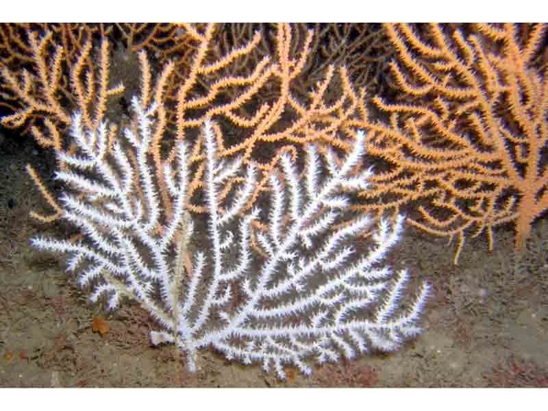 Image: A white sea fan amongst pink fans on the wreck of the Persier, Bigbury Bay.