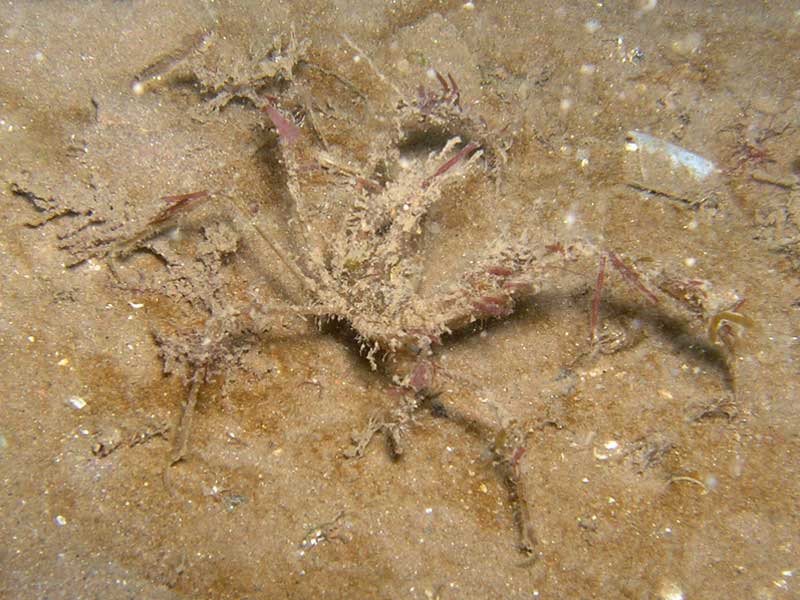 Macropodia deflexa covered in algae and sediment.