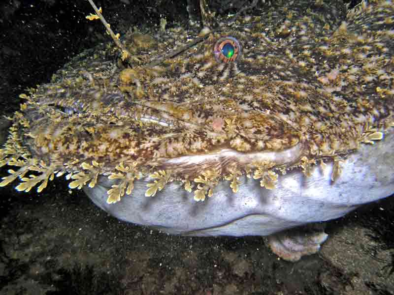 Head of a large anglerfish showing dorsal and ventral surfaces.