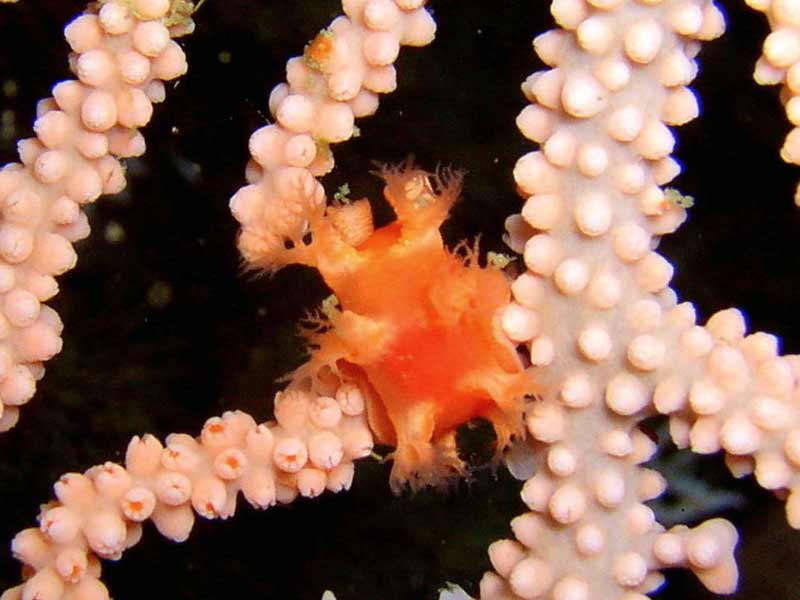 Sea slug Duvaucelia odhneri on sea fan Eunicella verrucosa.