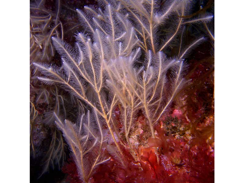 Nemertesia ramosa hydroid colonies at the Runnelstone, Cornwall