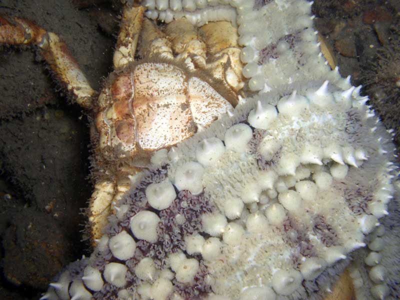 Marthasterias glacialis feeding on Cancer pagurus, showing a large array of pedicellariae