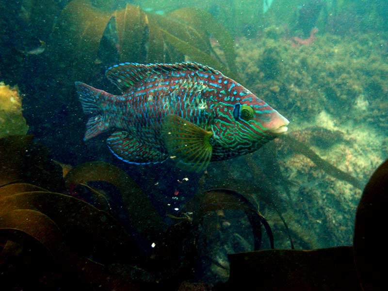 Symphodus melops swimming within Kelp forest.