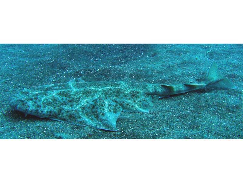 An angel shark on the sea floor.