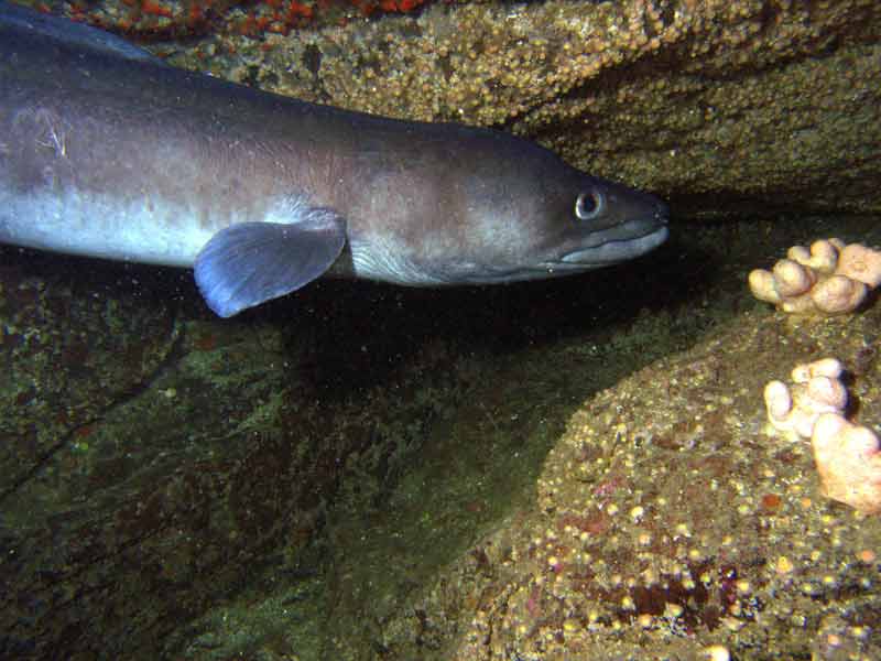 An active conger eel.