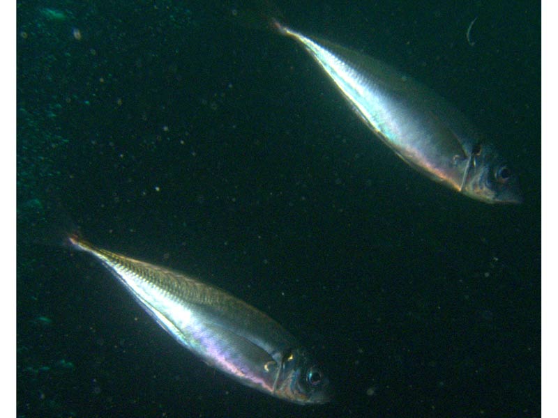 Two horse mackerel in open water