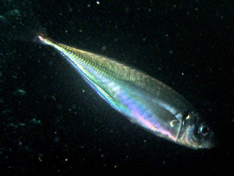 Image: A horse mackerel