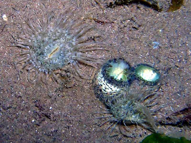 Image: Two Cylista undata anemones adjacent to bivalve siphons.