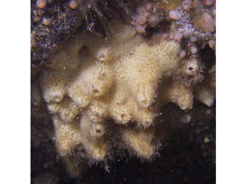 A Haliclona (Reniera) cinerea sponge.