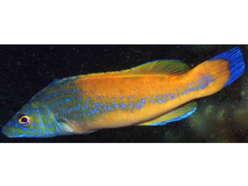 Image: A swimming cuckoo wrasse.