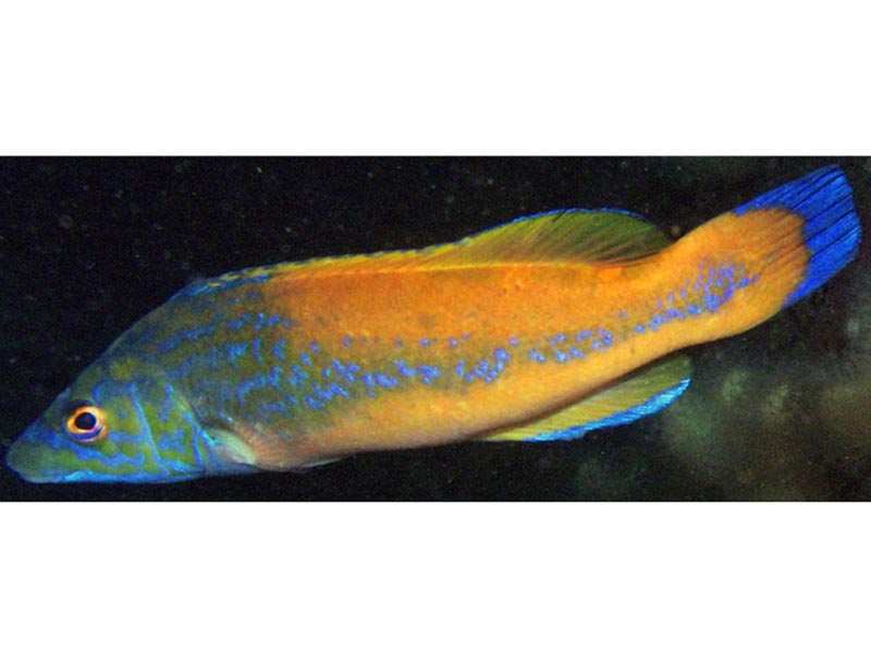 A swimming cuckoo wrasse.