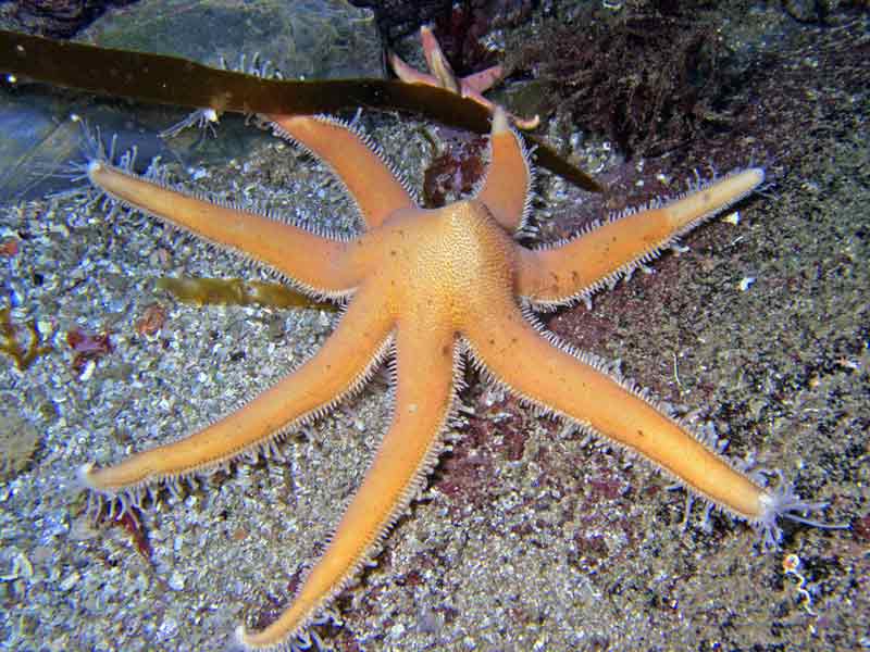 A predatory Luidia ciliaris sea star.
