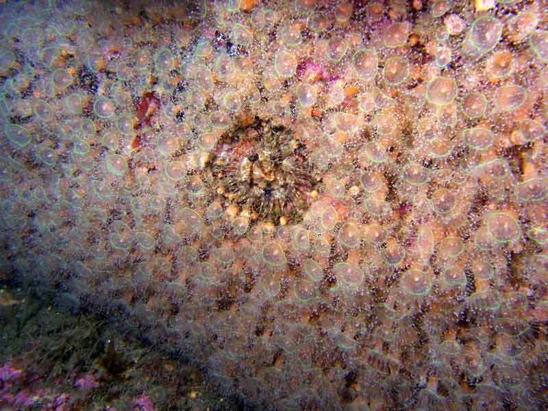 A Cereus pedunculatus anemone surrounded by Corynactis viridis anemones.