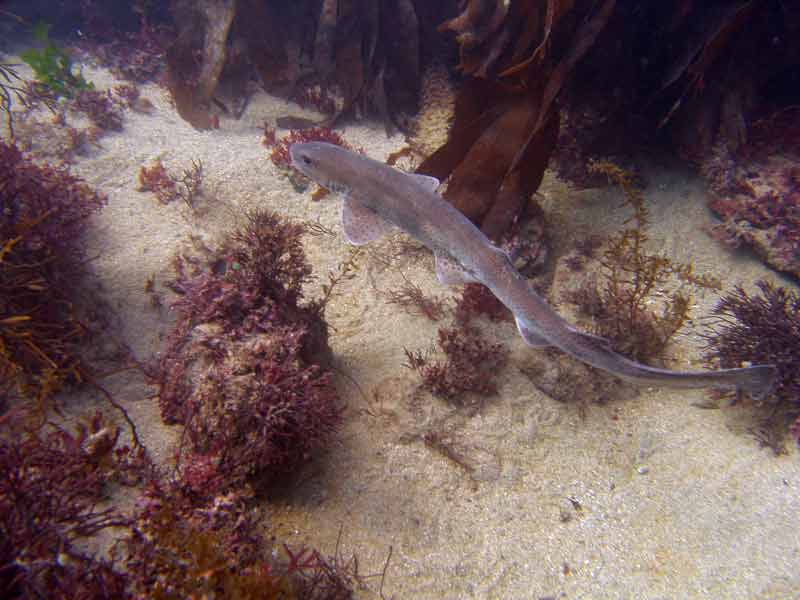 A swimming small-spotted catshark.