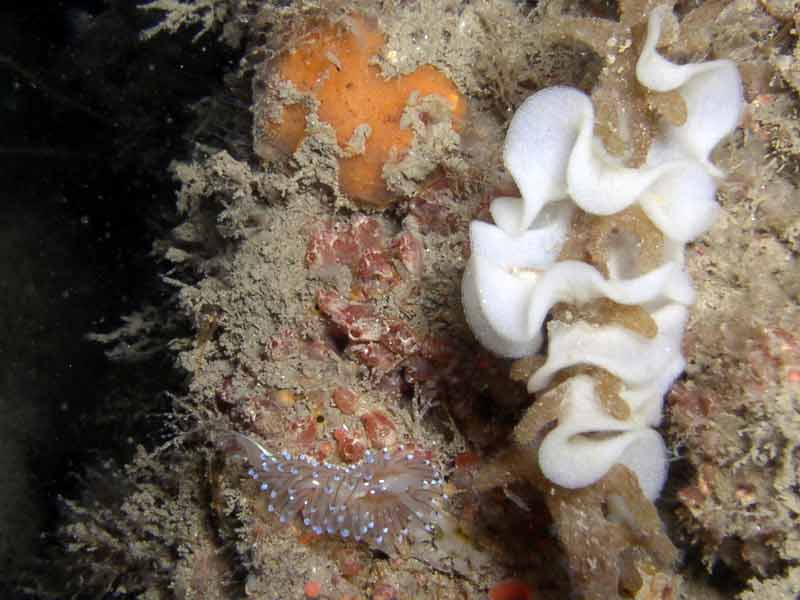 A feeding Antiopella cristata sea slug.