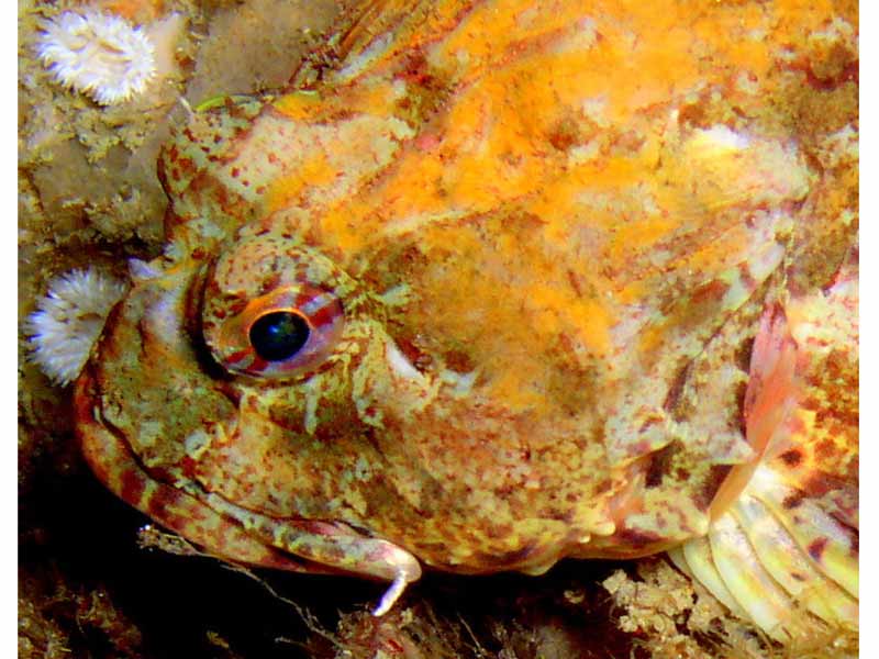 Detail of the head of the long-spined sea scorpion.