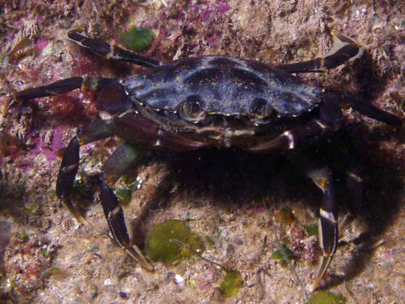 Carcinus maenas (dark form)