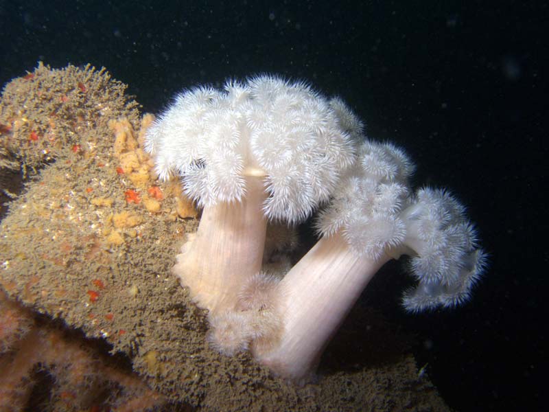 A plumose anemone colony.