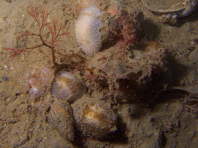 A group of Onchidoris bilamellata.