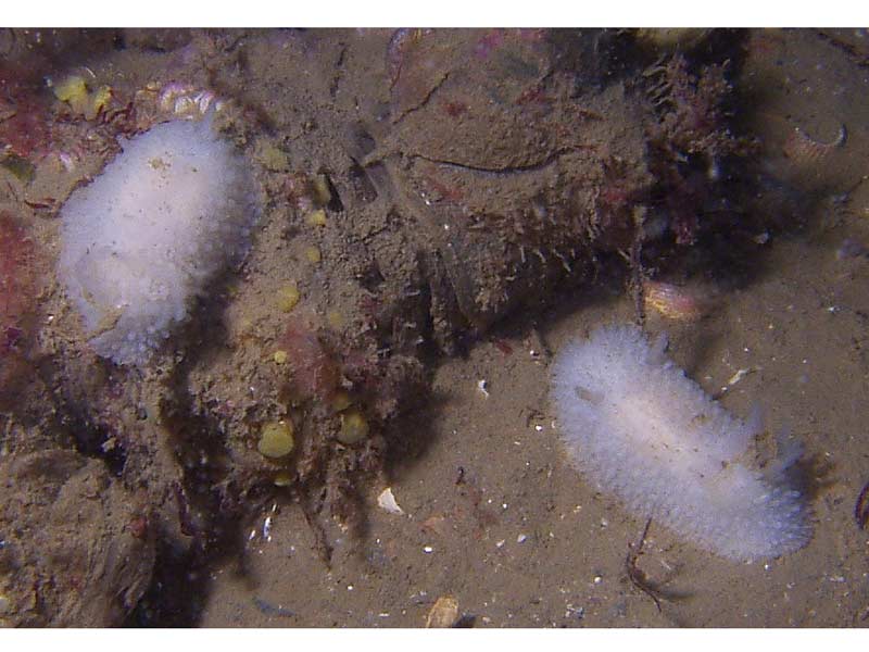 Onchidoris bilamellata on muddy silt substratum.