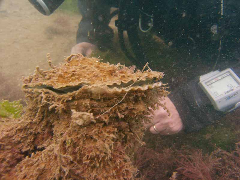 Magallana gigas (with diver)