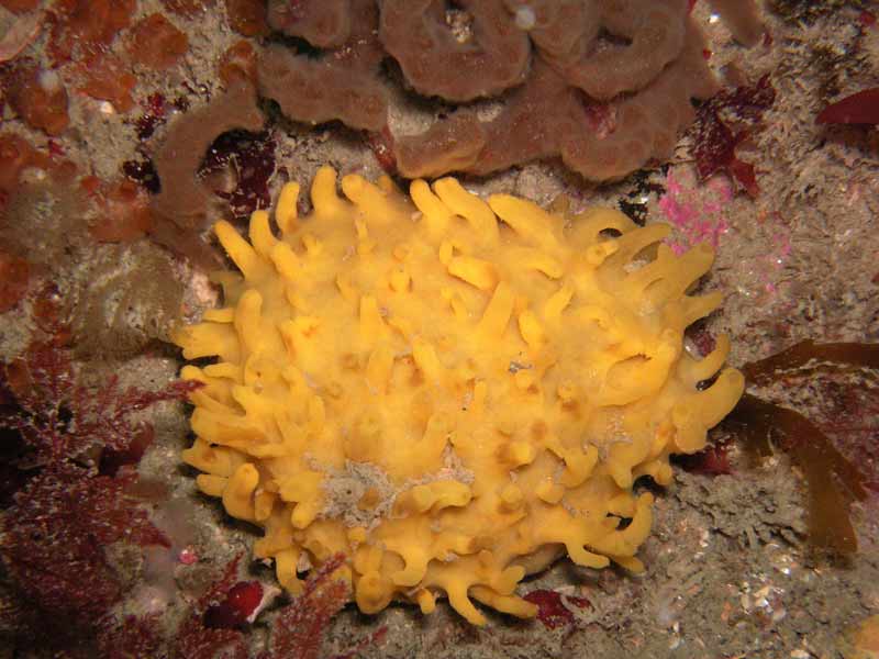 Polymastia boletiformis at Sark.