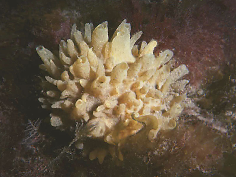 Image: Polymastia boletiformis.