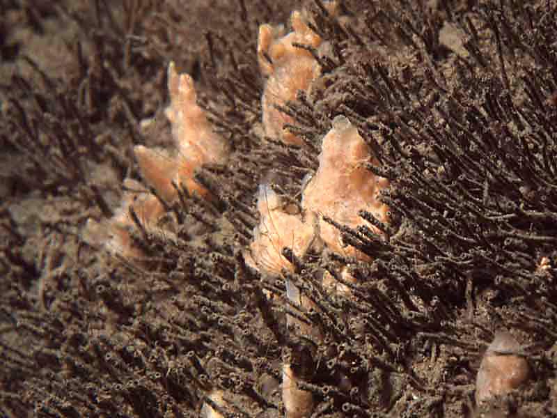 Polydora ciliata with Hymeniacidon perleve
