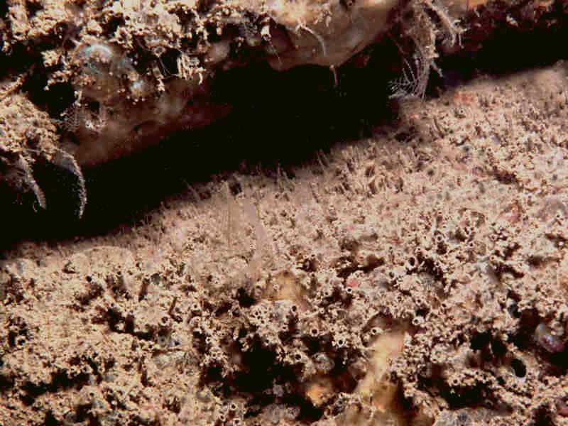 Carpets of Polydora ciliata boring in limestone rock.