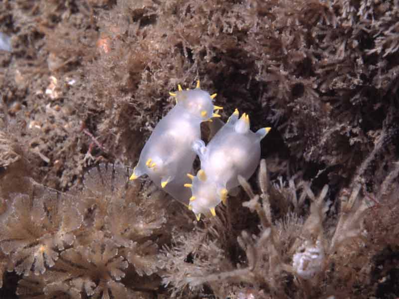  Polycera faeroensis, two individuals seen at Lundy.