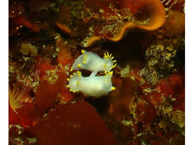 Mating couple of Polycera faeroensis.