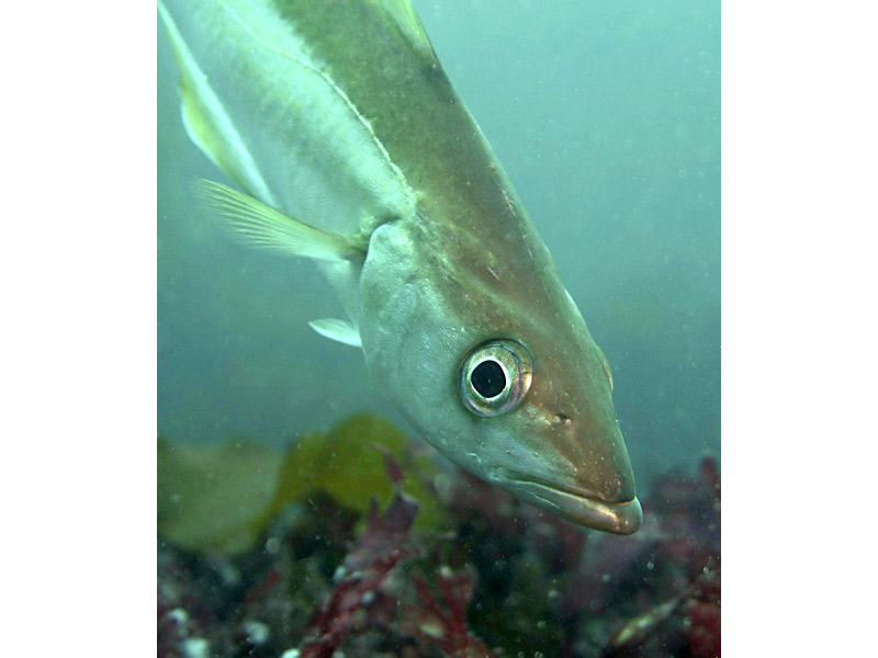 Pollachius pollachius profile in the Channel Isles.