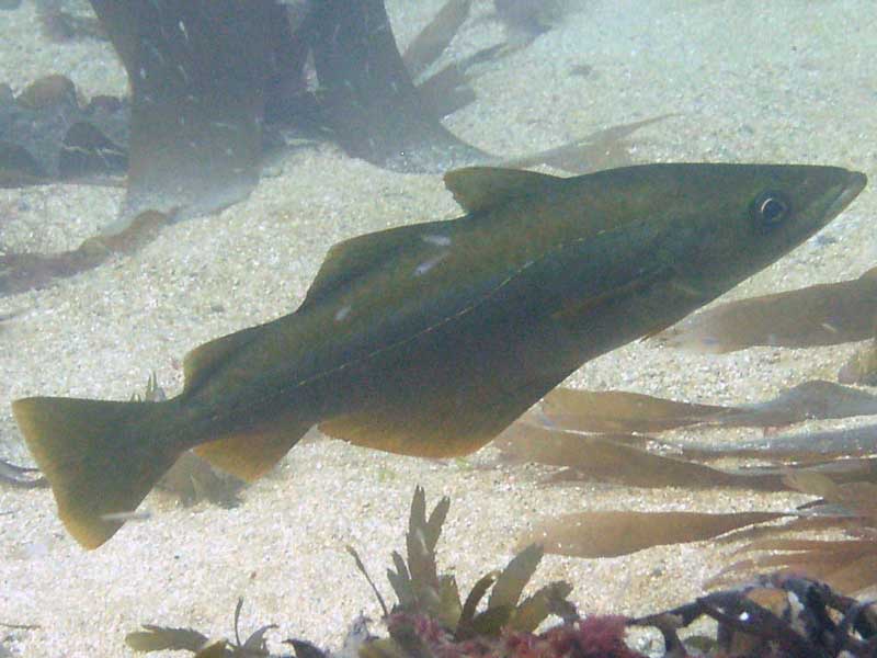 Pollachius pollachius above a sandy seabed.