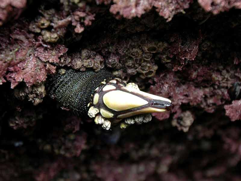 Pollicipes pollicipes attached to rocky shore near Tator Du Lighthouse, Cornwall.