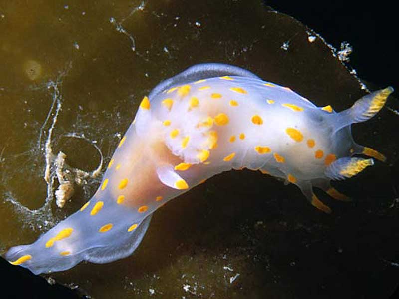 Polycera quadrilineata.