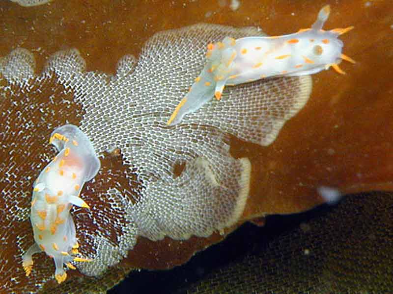 Two Polycera quadrilineata feeding on Membranipora membranacea.