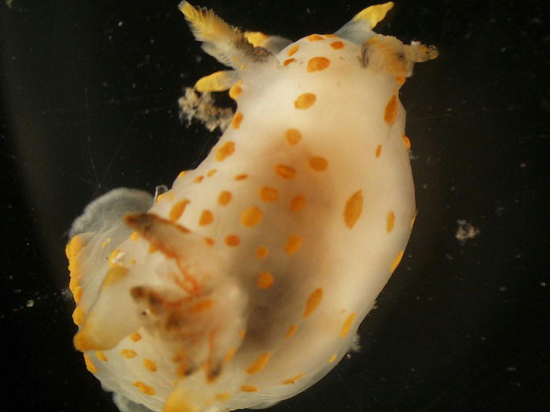 Polycera quadrilineata on a black background.