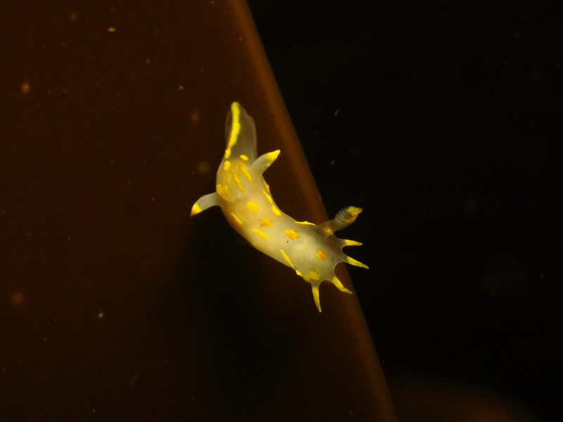 Polycera quadrilineata against a black background.