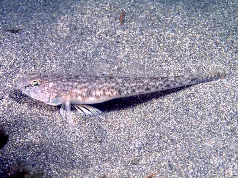 Pomatoschistus microps on sand.