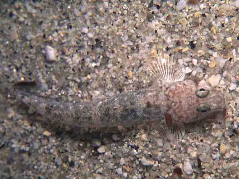 Top view of entire individual on sand.