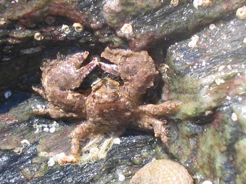 Lone Porcellana platycheles individual in between boulders.