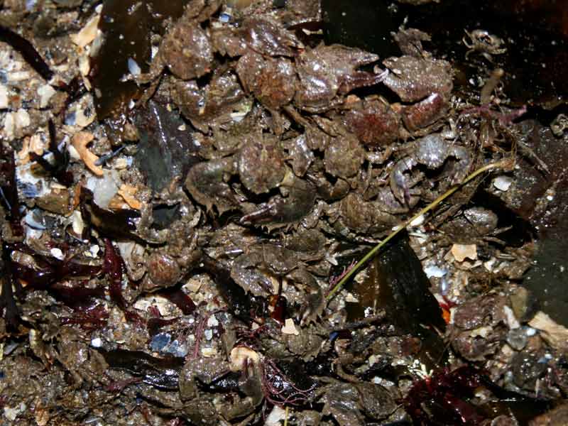 Multiple Porcellana platycheles individuals on a rocky shore.